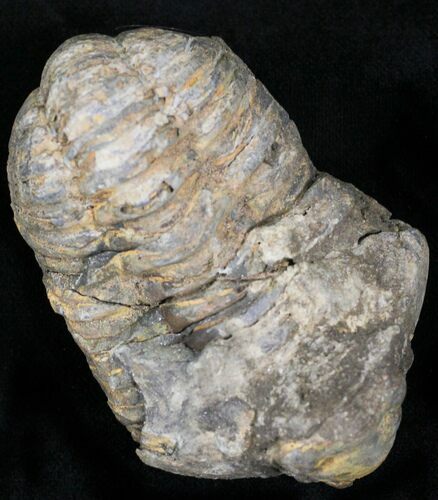 Calymene Trilobite From Morocco - Large Size #17896